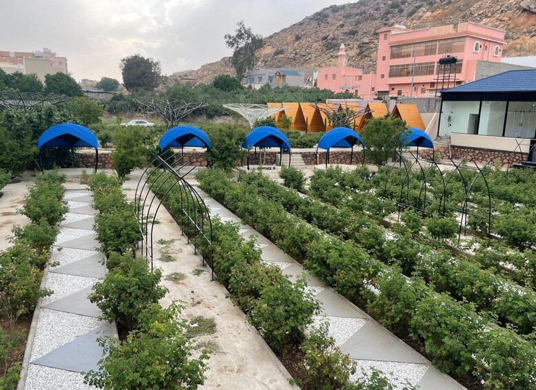 A garden with rows of plants, blue umbrellas, and a building in the background. 3