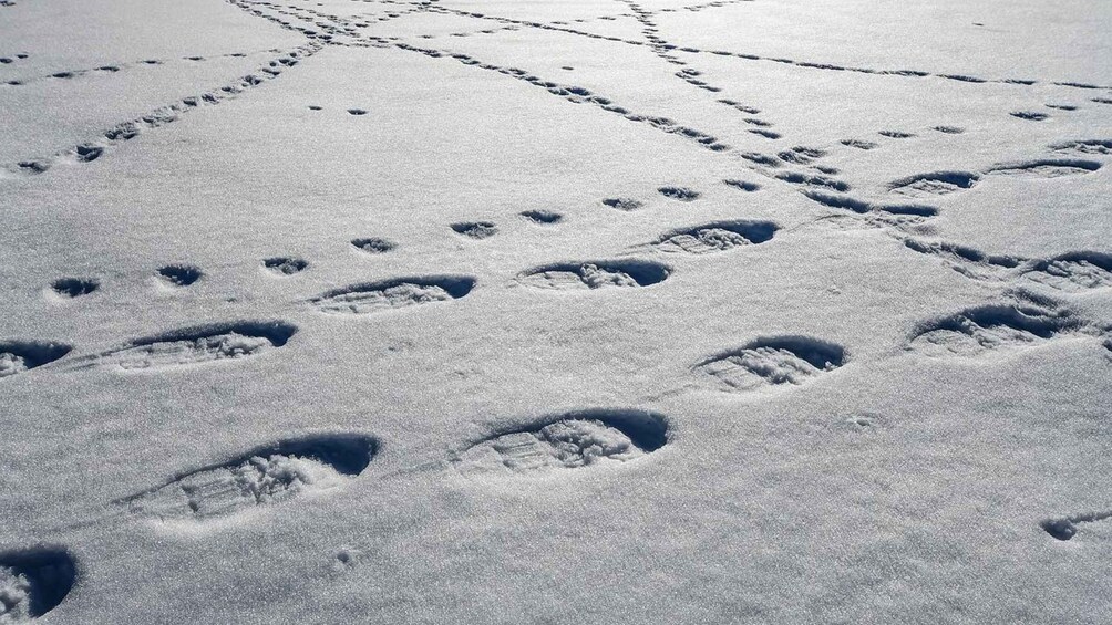 A snowy landscape with multiple sets of footprints. 4