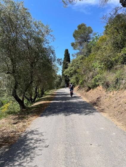 A paved road flanked by trees and vegetation, with cyclists riding on it. 2