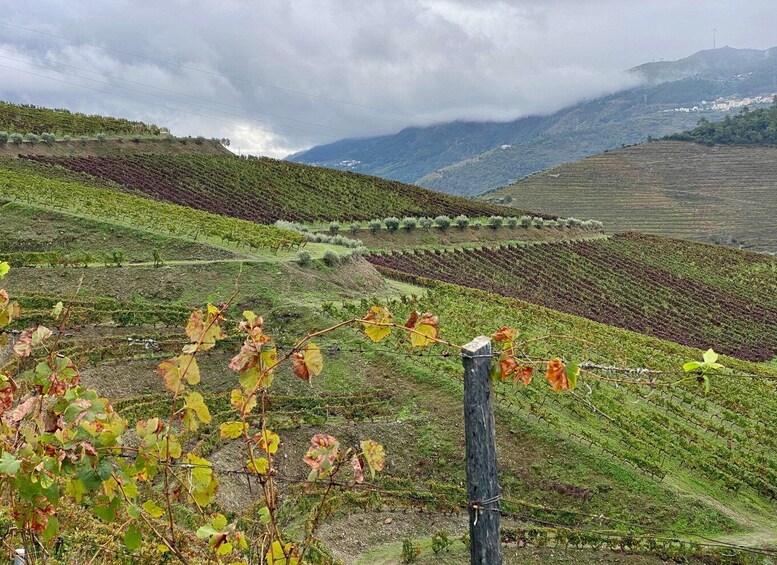 A vineyard with rows of grapevines, a wooden fence, and a hilly landscape in the background. 3