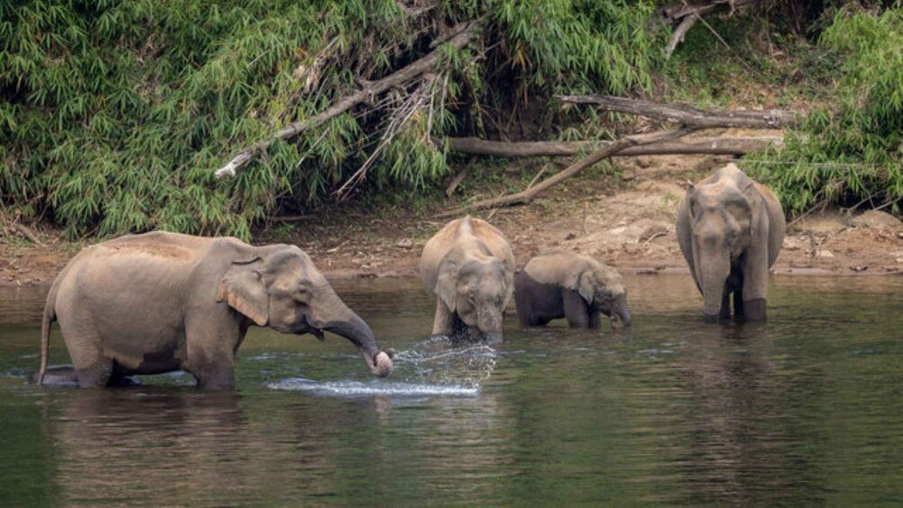 A group of elephants by a river with trees in the background. 1