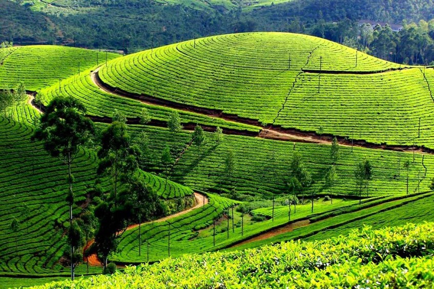 Terraced tea plantations with winding paths. 5