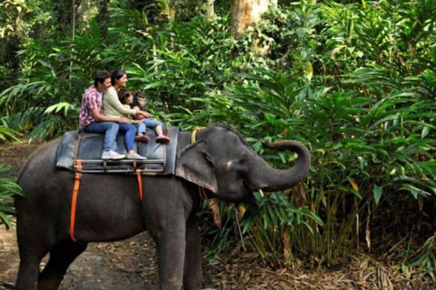 A group of people riding an elephant through a dense forest. 3