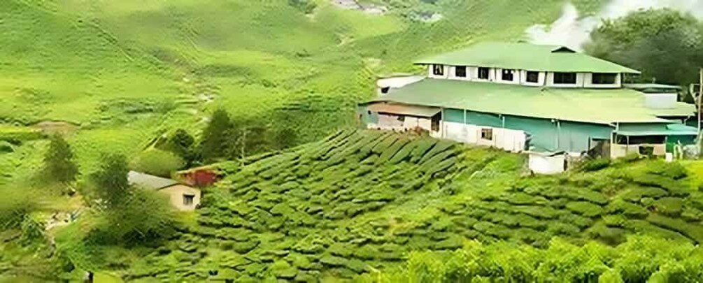 A green tea plantation with terraced fields and a building with a green roof. 5