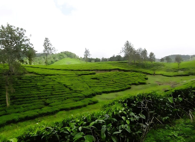 A lush green tea plantation with terraced fields and trees in the background. 2