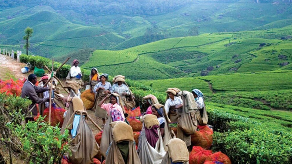 A group of people in a hilly tea plantation with terraced fields. 4