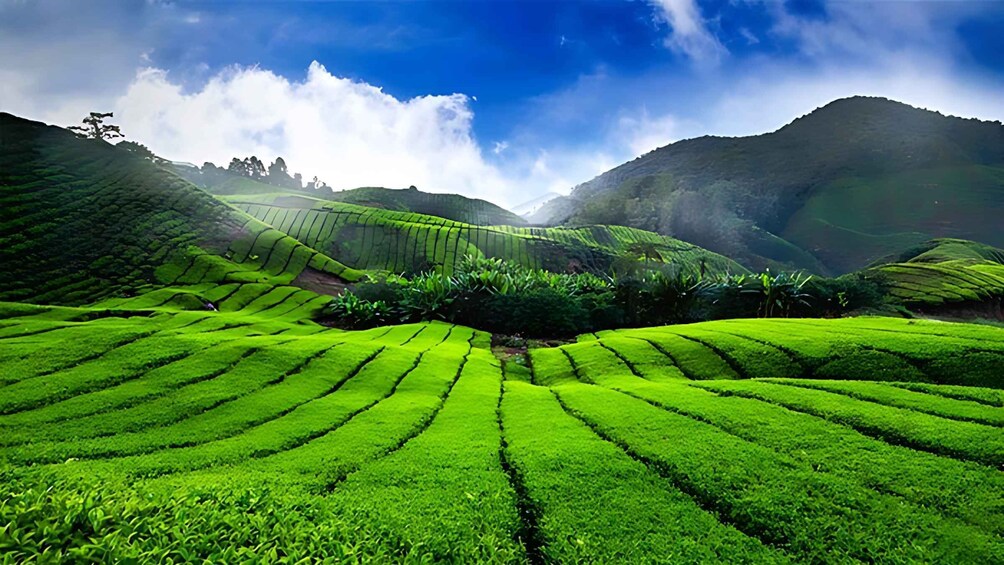 A lush green tea plantation with terraced fields under a clear sky. 1