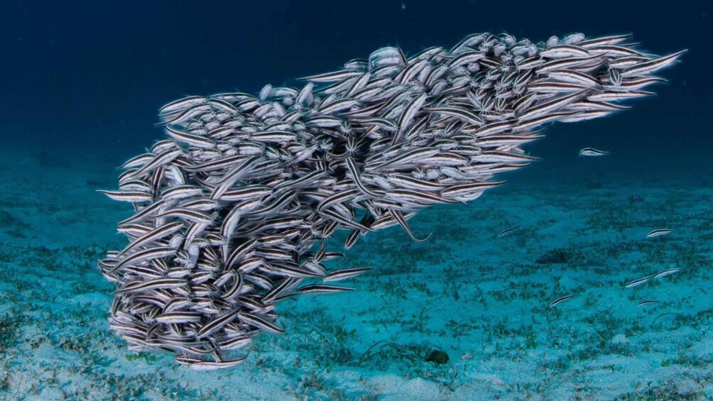 A school of fish swimming in a coral reef environment. 5