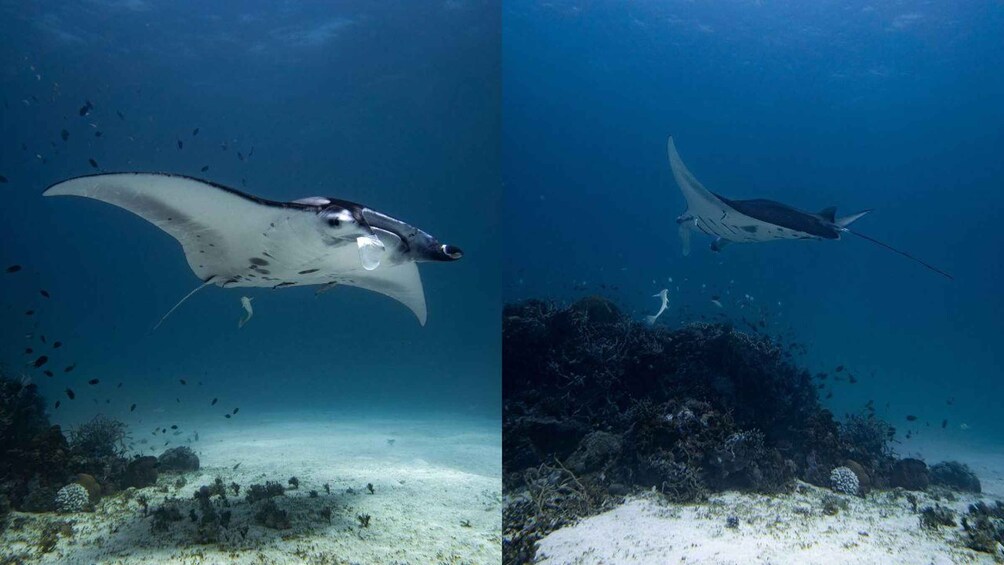 Two manta rays swimming over a coral reef with various fish and underwater vegetation. 1