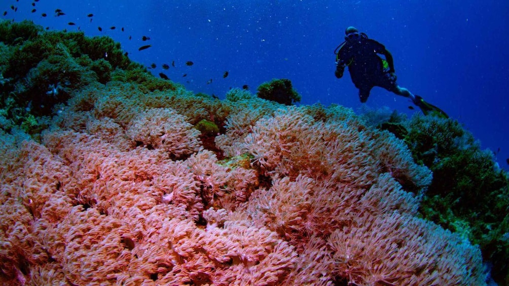 A diver exploring a coral reef with vibrant pink and green corals. 3