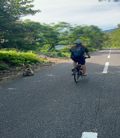 A person riding a bicycle on a road with greenery on both sides. 3