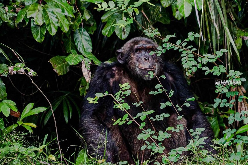 A chimpanzee in a dense forest with green foliage and branches. 3