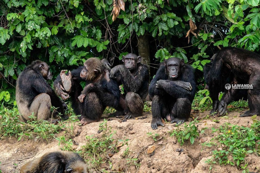 A group of chimpanzees sitting and standing in a natural, leafy environment. 1