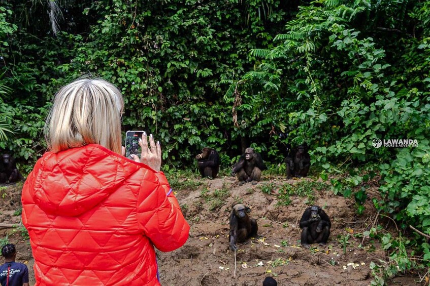 A person in a red jacket taking a photo of chimpanzees in a natural setting. 4