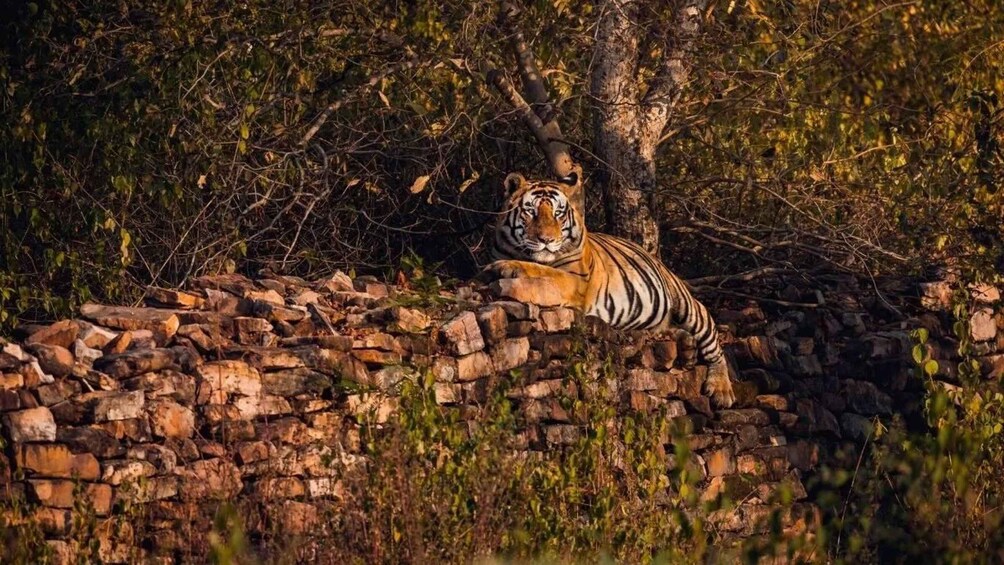A tiger resting on a stone wall in a forested area. 3