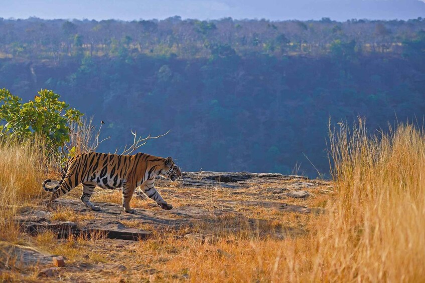 A tiger walking on a rocky terrain with dry grass and sparse vegetation. 1