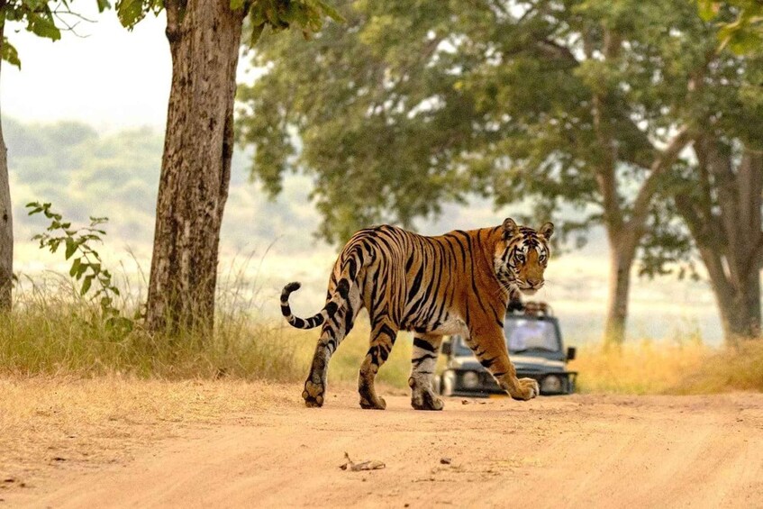 A tiger walking on a dirt road with trees and a vehicle in the background. 4