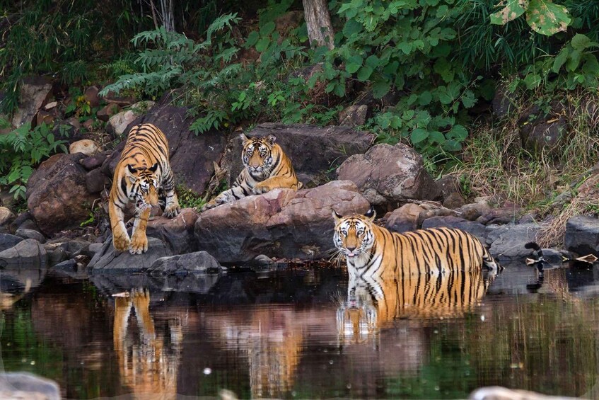 Three tigers near a water body surrounded by rocks and greenery. 5