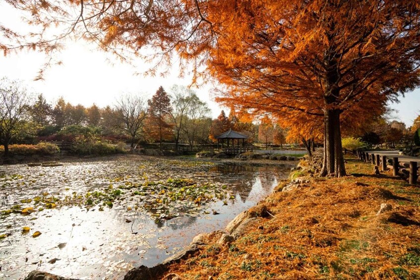 A pond with lily pads, a tree with autumn leaves, and a wooden bridge. 4