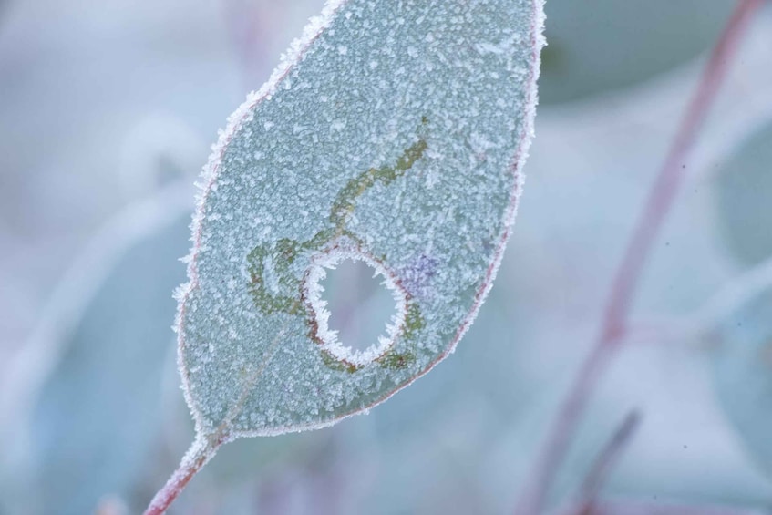 A close-up of a frosted leaf with a distinct spiral pattern. 2