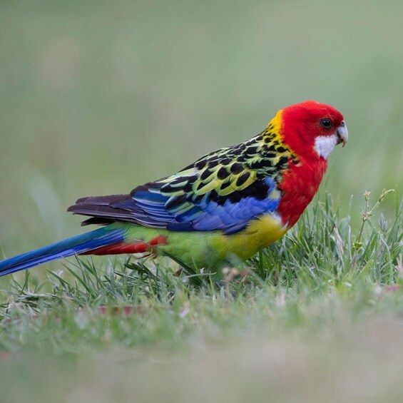 A colorful bird with red, yellow, green, and blue feathers standing on grass. 1