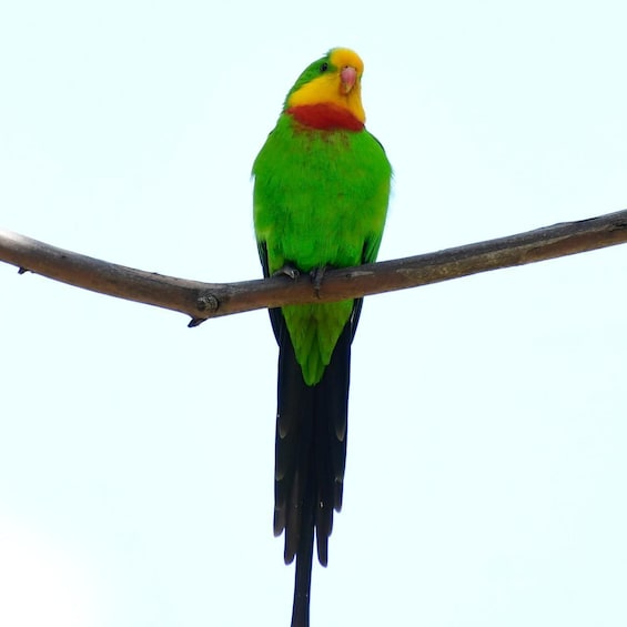 A colorful bird perched on a branch. 5