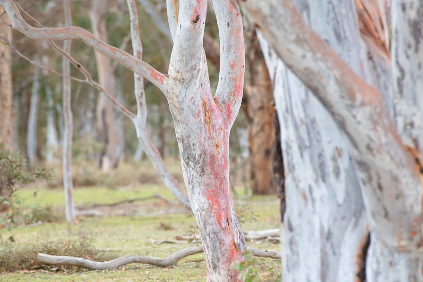 A tree with reddish-brown lichen and a white bark. 3