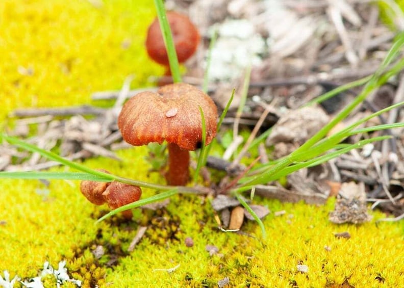 A cluster of brown mushrooms growing on a mossy surface with green grass. 4