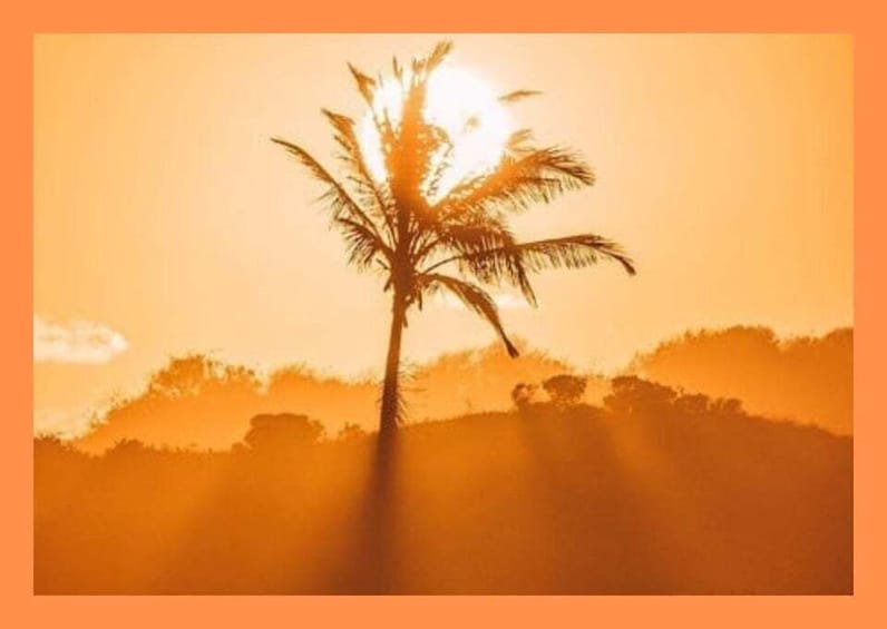 A single palm tree silhouetted against a sunset sky. 1