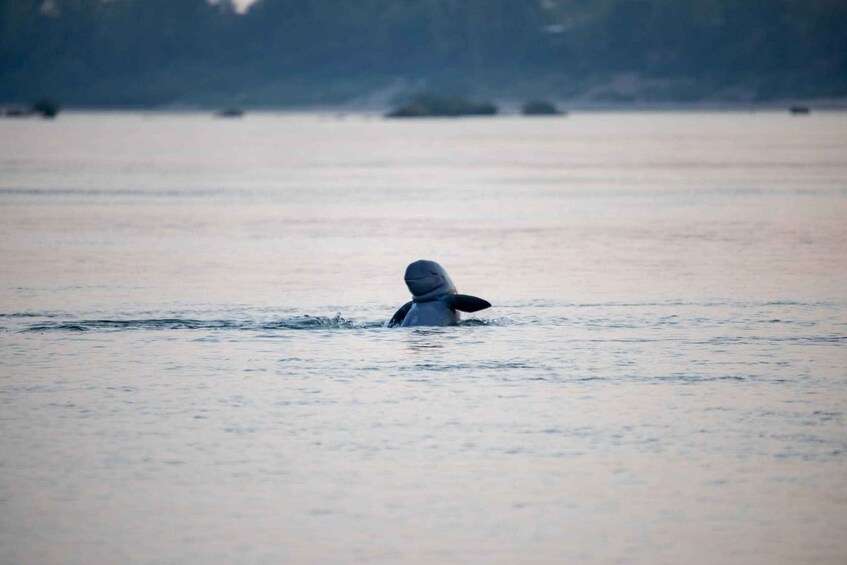 A person swimming in a body of water with a blurred background of trees and a boat. 3