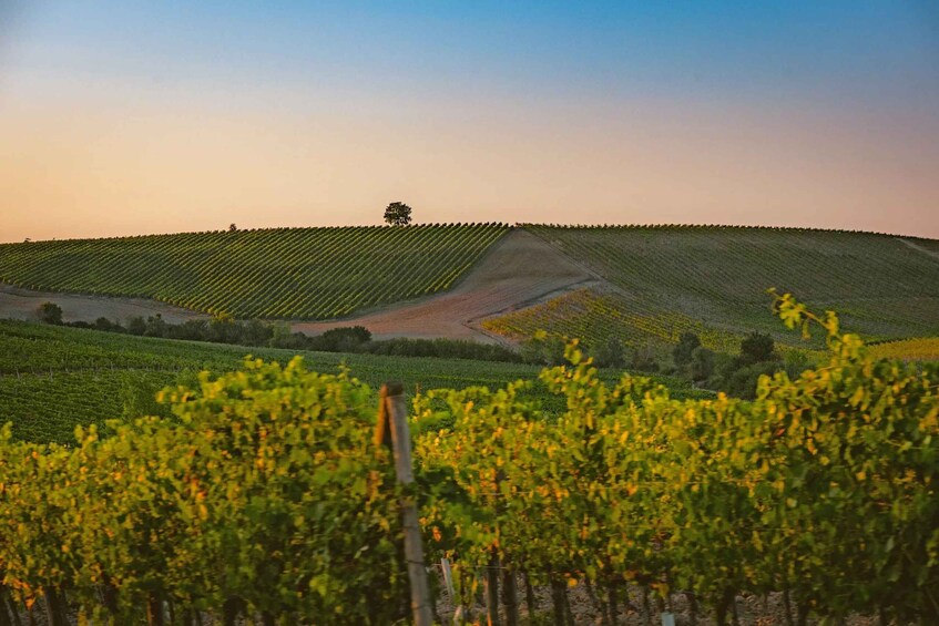 A vineyard with rows of grapevines and a single tree on a hill. 5