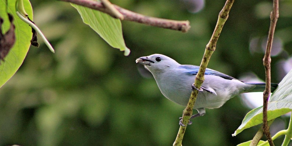 A bird perched on a branch with green leaves in the background. 5