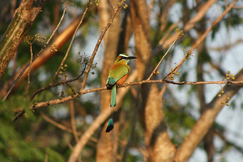 A bird perched on a branch with green leaves and small yellow fruits. 2