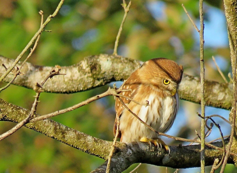 A bird perched on a branch with a blurred green background. 1