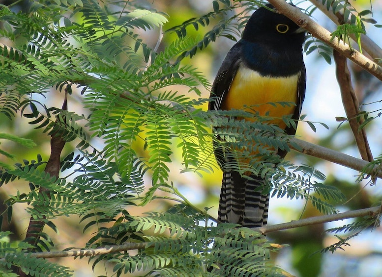 A bird perched on a branch surrounded by green foliage. 4