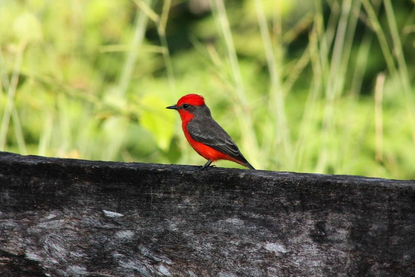 A bird with red head and grey body perched on a wooden surface. 3