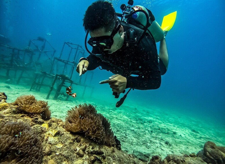 A diver pointing at a coral reef with anemones and fish. 1