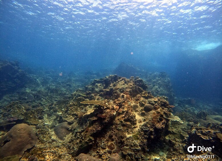 An underwater scene with a rocky seabed and a school of fish swimming above. 3