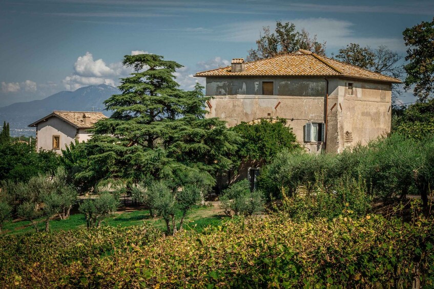 A rustic stone house with a tiled roof, surrounded by lush greenery and a vineyard. 1