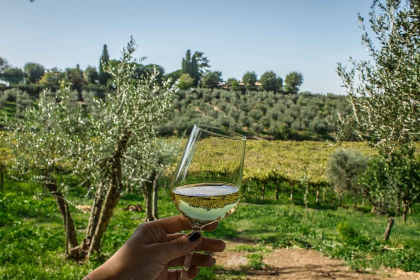 A hand holding a glass of white wine with a vineyard in the background. 5
