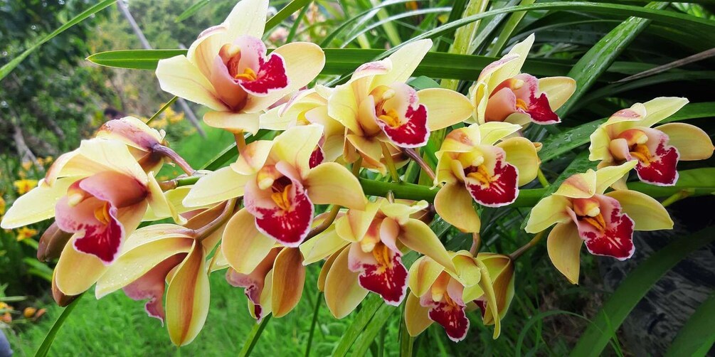 A cluster of orchids with yellow petals and red centers, surrounded by green foliage. 3