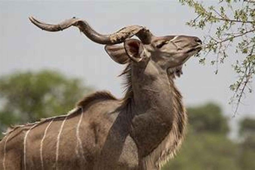A camel with large curved horns and a striped coat. 4