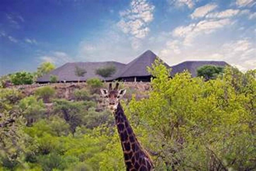 A giraffe in a natural setting with trees and a building in the background. 1