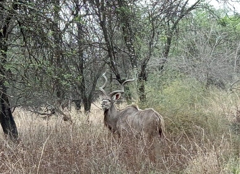 A deer in a wooded area with dense trees and dry grass. 3