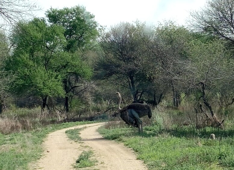 A dirt path winding through a wooded area with trees and shrubs. 2