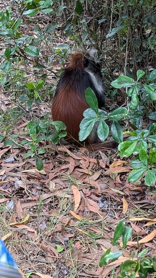 A squirrel sitting among green foliage and dry leaves. 1