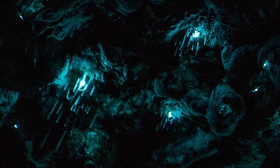 A cave with bioluminescent formations. 3