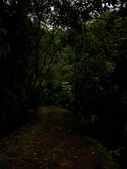 A forested path with dense foliage and trees. 2