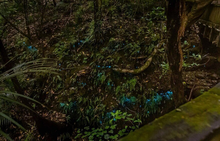 A dense forest with various green plants and trees. 5