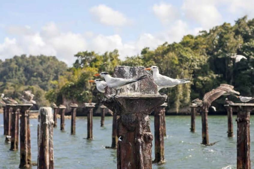 Seagulls perched on wooden posts in a body of water with a forested background. 1